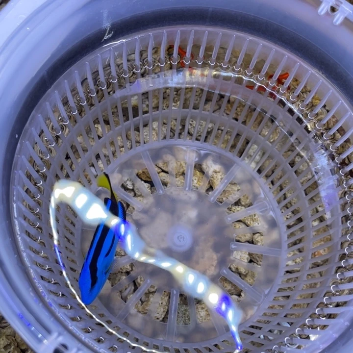 海水鱼蓝调一条顺丰包邮