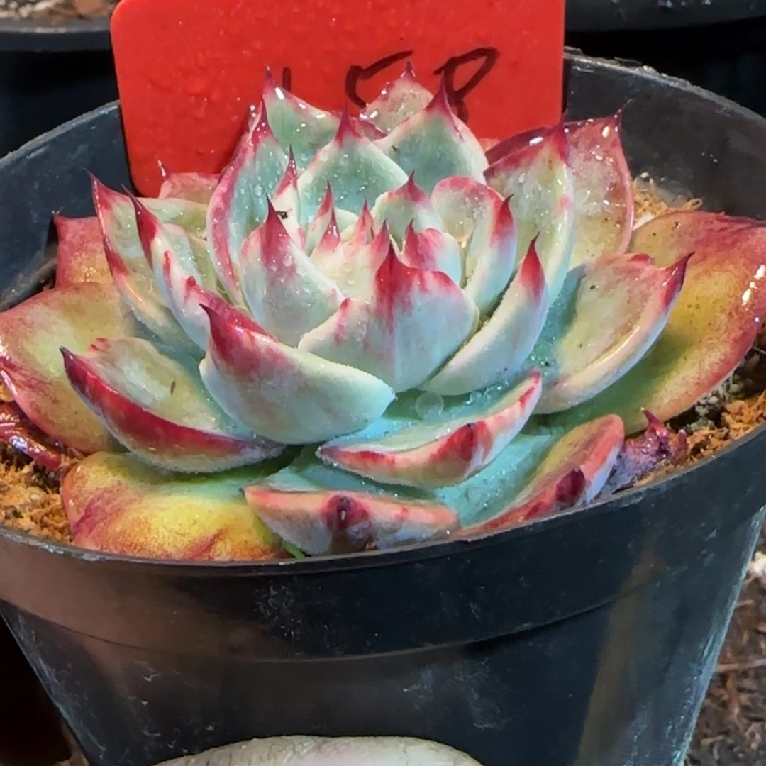 睫毛拉丝惊鸿一物一拍包装收缩花旱158