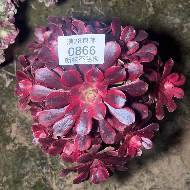 0866美杜莎多肉植物
