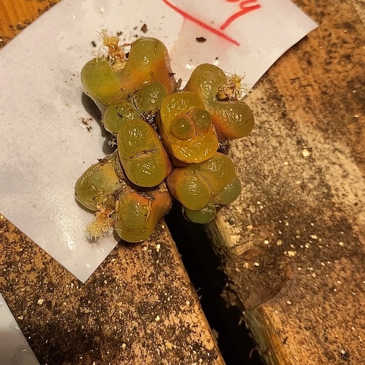 19309。   一群。       多头。