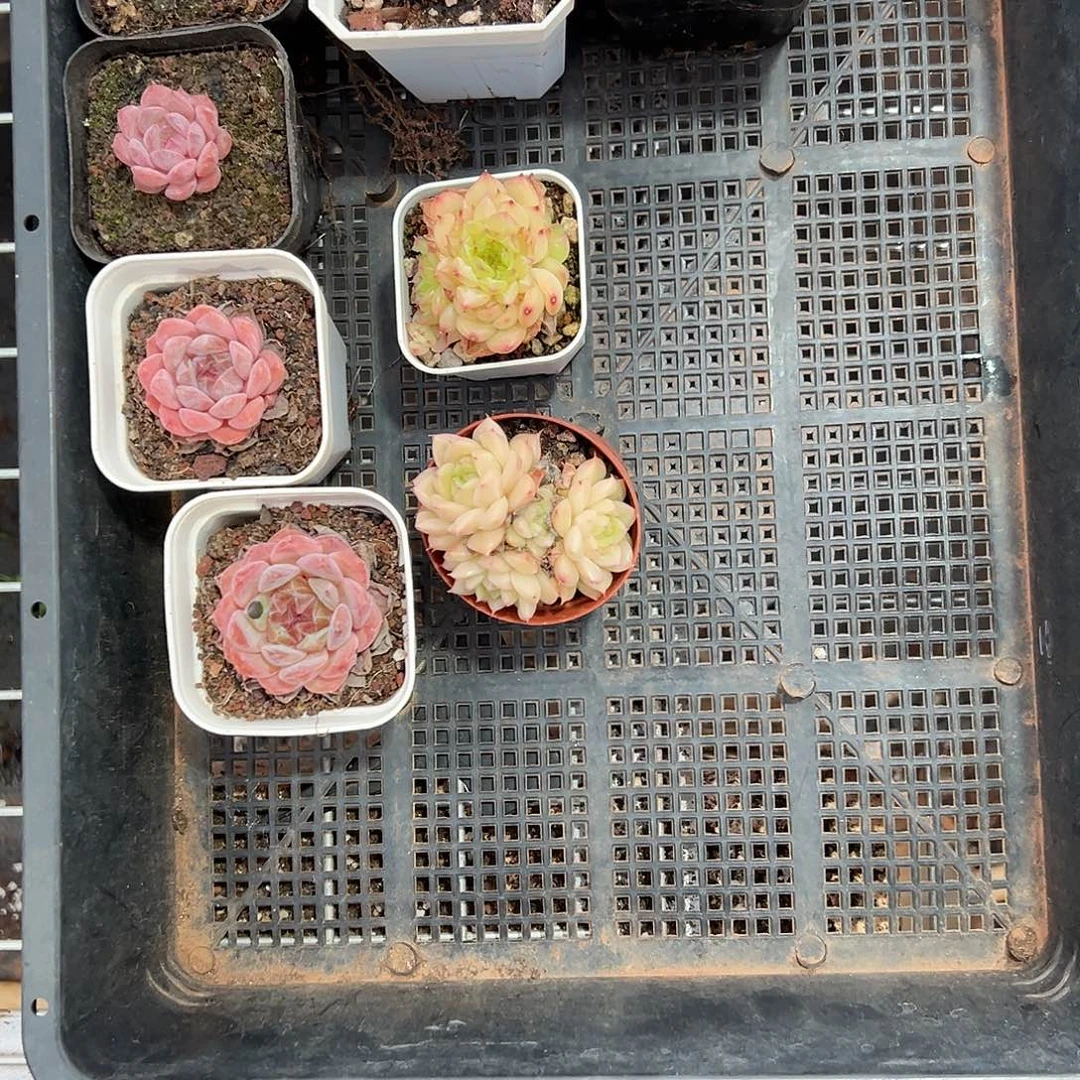 精品多肉十八包邮