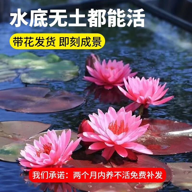 曼花卿四季开花睡莲根块带芽庭院水培植物半土半水鱼缸荷花苗