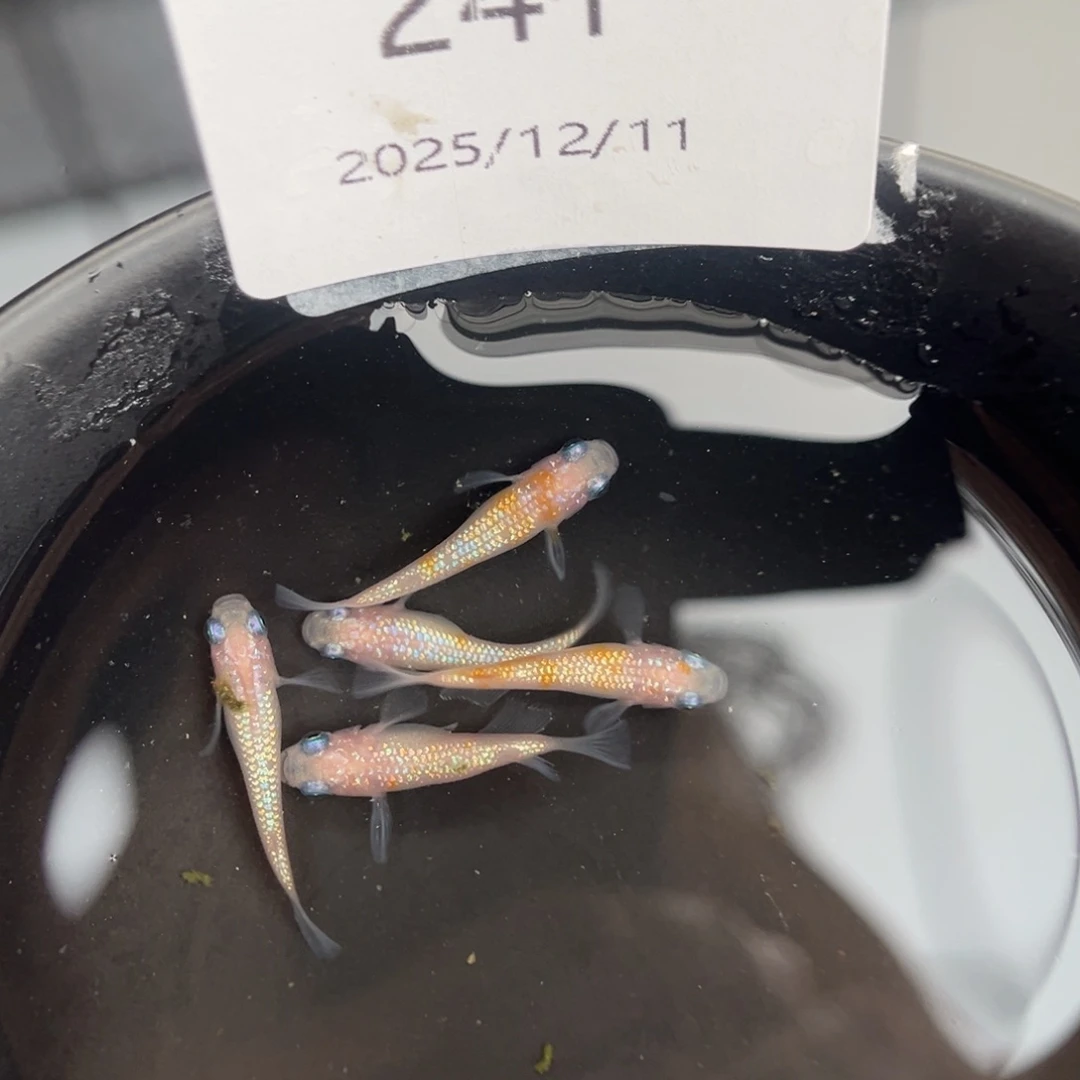 青鳉鱼241王华短五尾