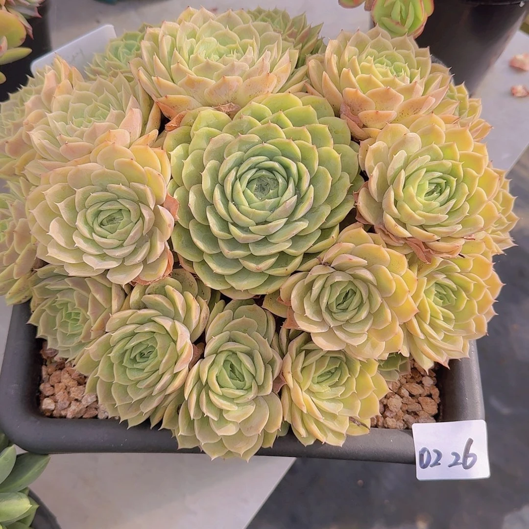 晓****0226昂斯诺多肉植物