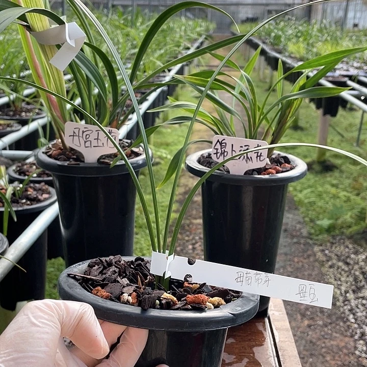 当前无花栽培后可以开花熙墨宝母苗带芽