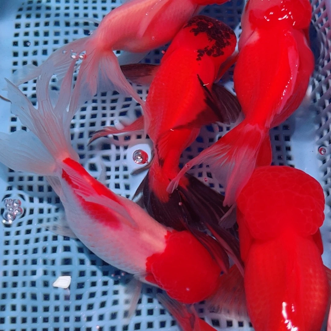 狮头鱼直播间一物一拍