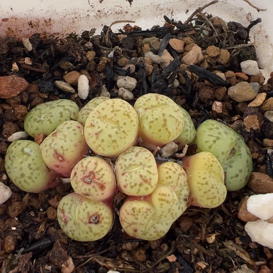 811多肉植物组合