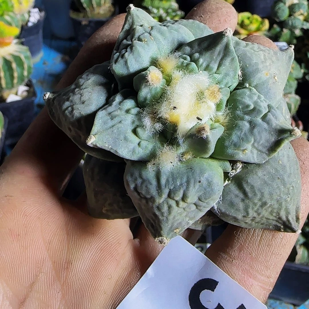 怒涛394刚出根的