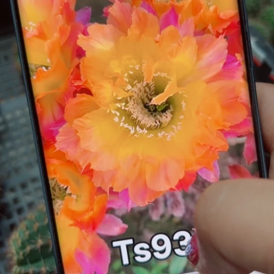 下8彩草Ts93歪无根侧芽5公分左右20包邮