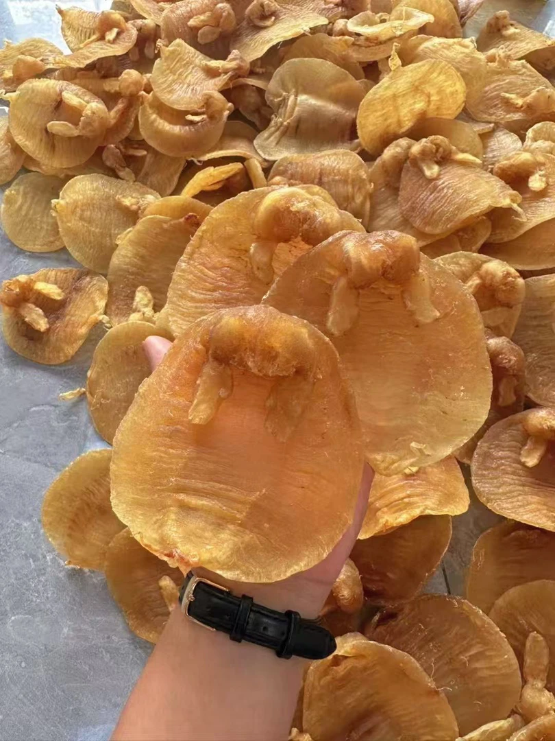广东金兰赤嘴鱼胶1-500g