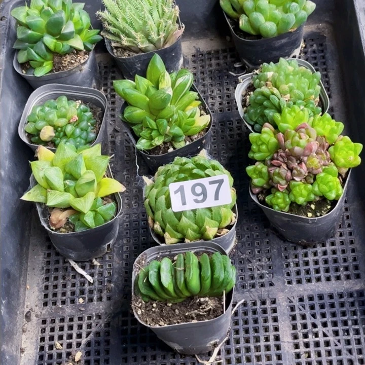 197雨露一物一图如图带盆