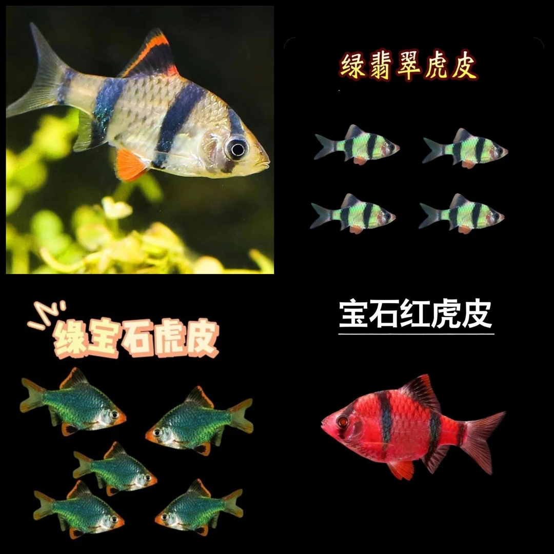 虎皮鱼金荧光观赏鱼热带鱼小型四间新手群游鱼淡水好养耐活条纹鱼