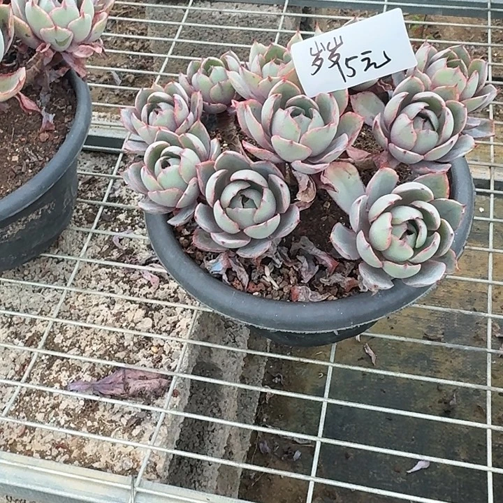 岁***澜多肉植物一物一拍岁岁