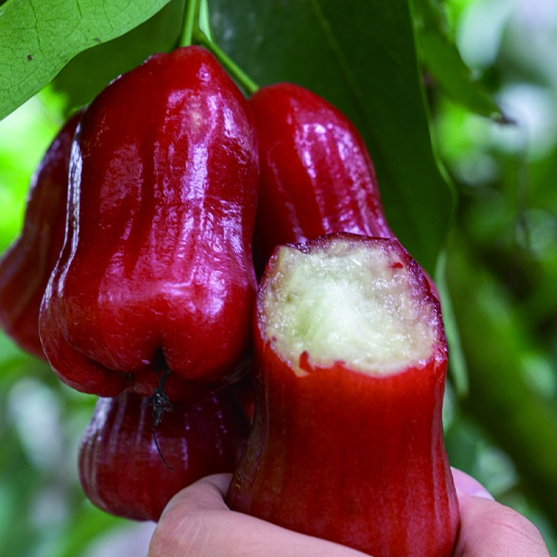 【顺丰】黑金刚莲雾水果多汁清甜应季水果新鲜孕妇水果2/4斤