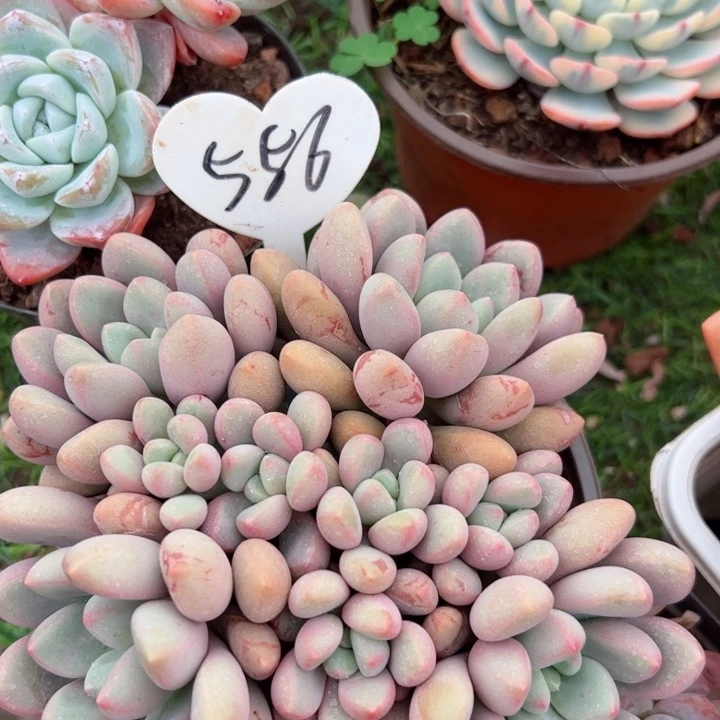 556熊猫眼平平安安健健康康