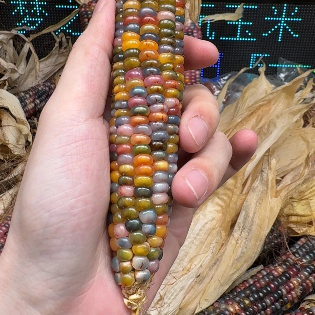 柏香籽/百香籽吊坠東*～