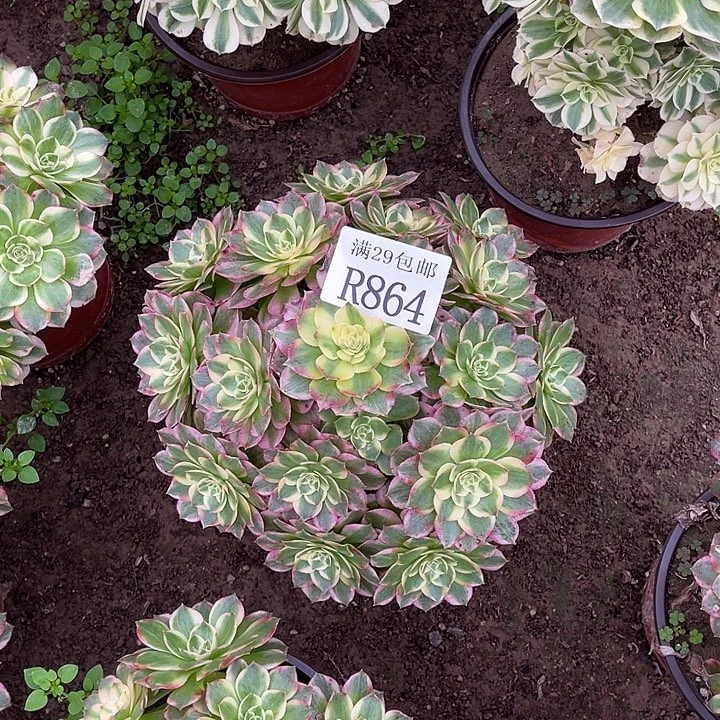 864海王多肉植物