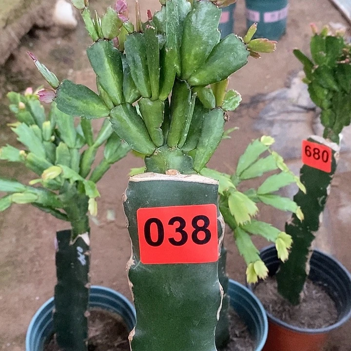 无花朵快**生037，叶片有晒斑038号新疆不包邮