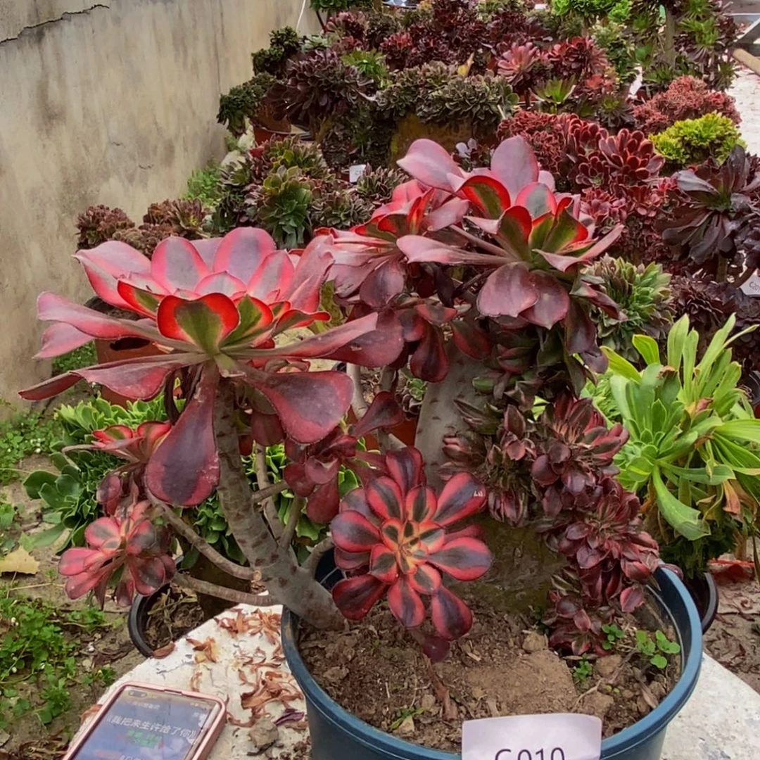 香奈儿c010所见即所得