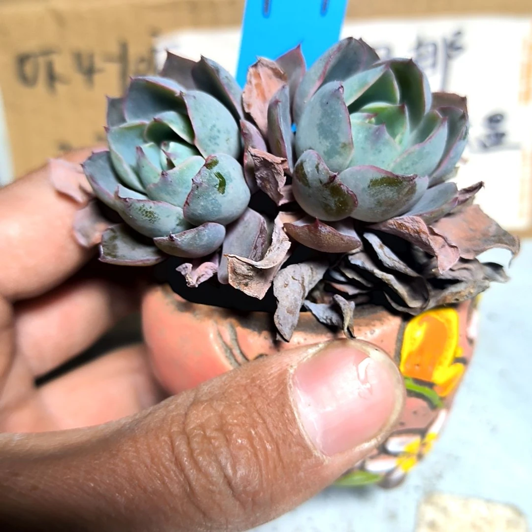 满6元包邮，#101号赫拉老苗2/3头