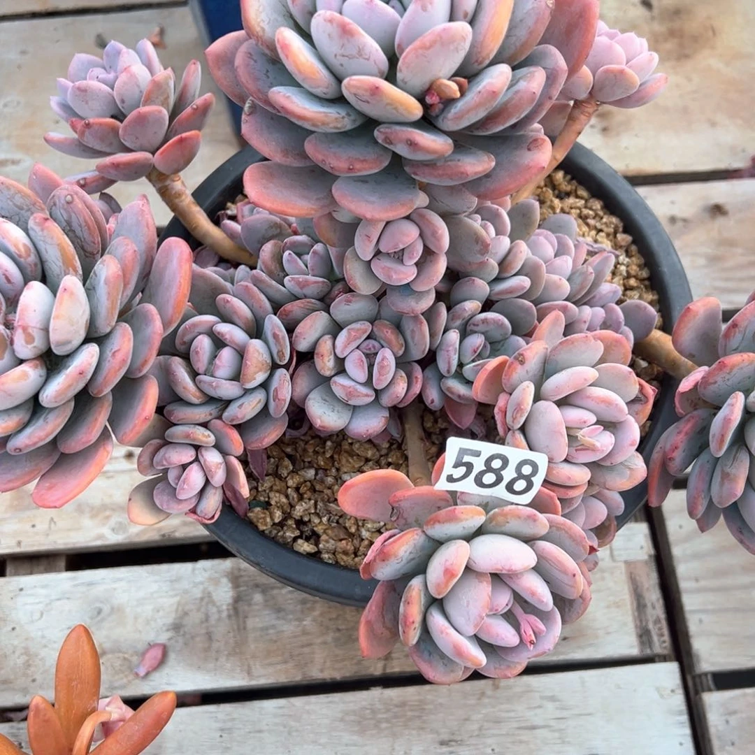 是***?园叶灰姑娘588