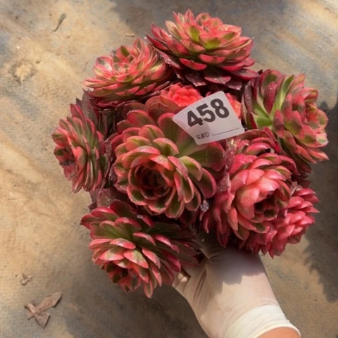 琳*458倾城多多多肉，