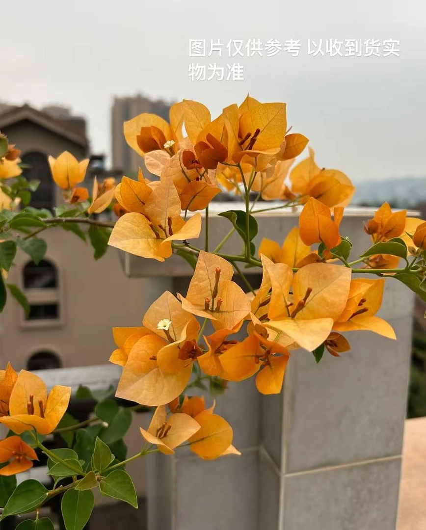 88【柠檬黄黄西瓜】【包对版】三角梅四季开花爬藤好养护【无售后】