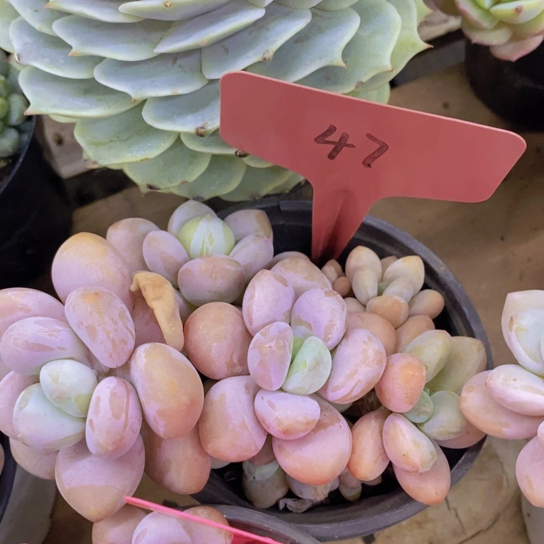 开心多肉，炸，一单包邮