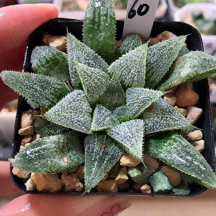 60号实生寿一物一拍