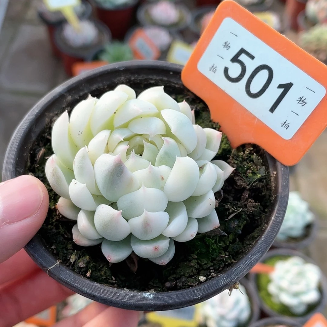 【闪购商品】501号