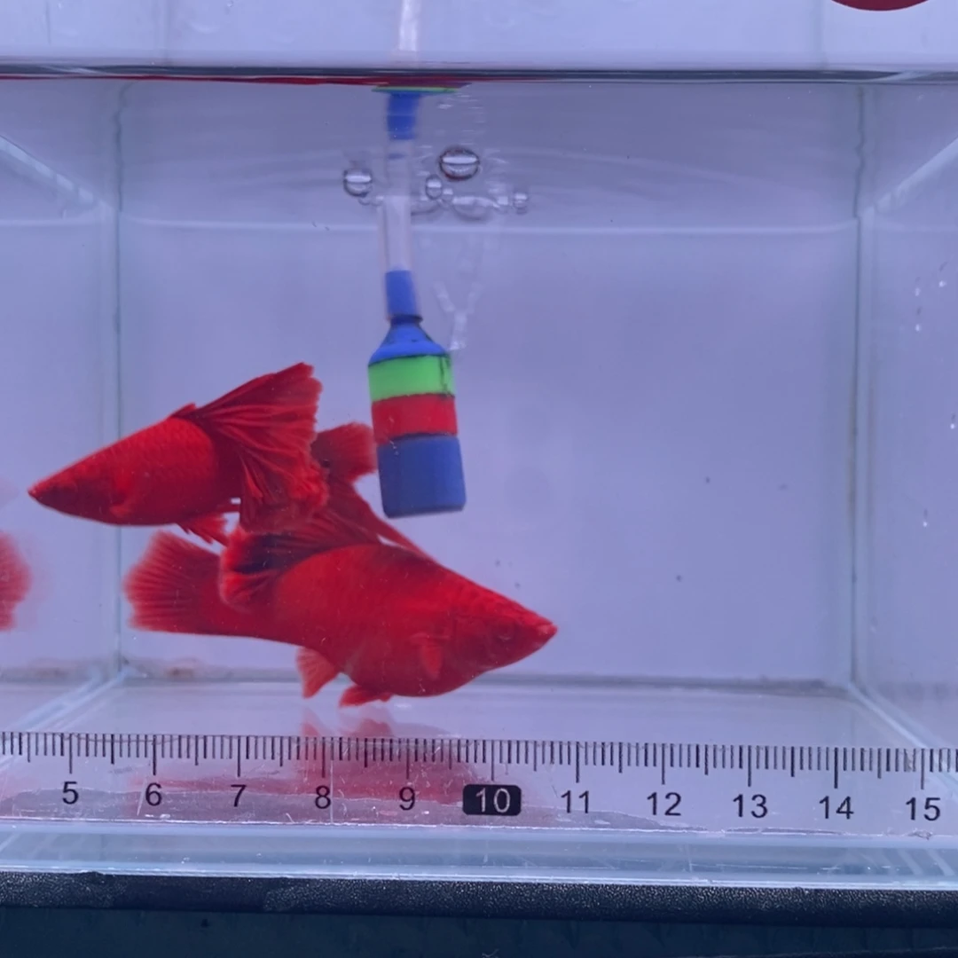 红剑鱼高鳍红剑成鱼1公1母