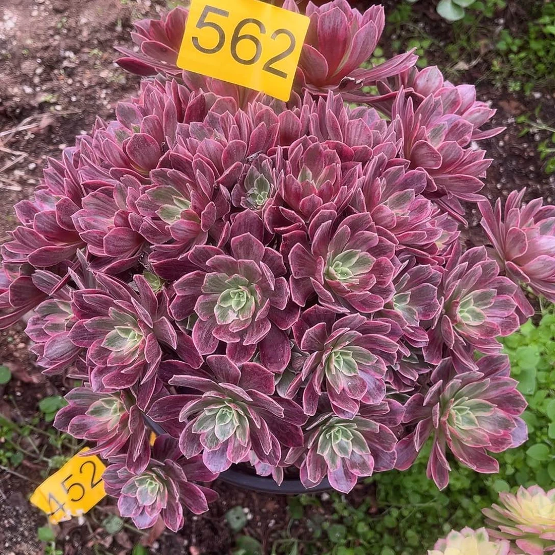 562白婚纱多肉植物多肉