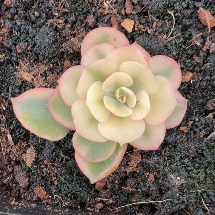 一刻雨滴锦腹轮锦大锦