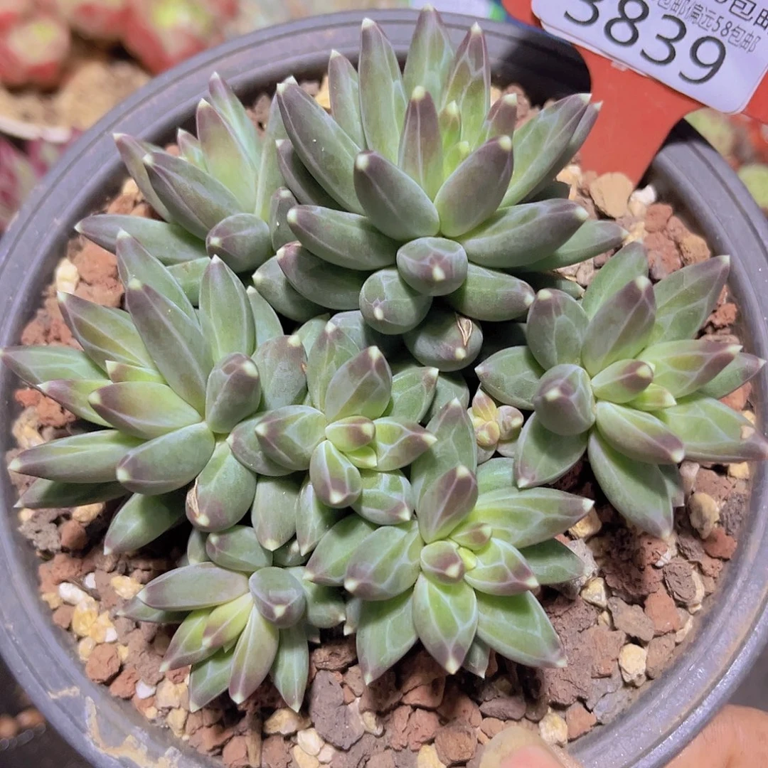 3839乌拉克拉多肉植物