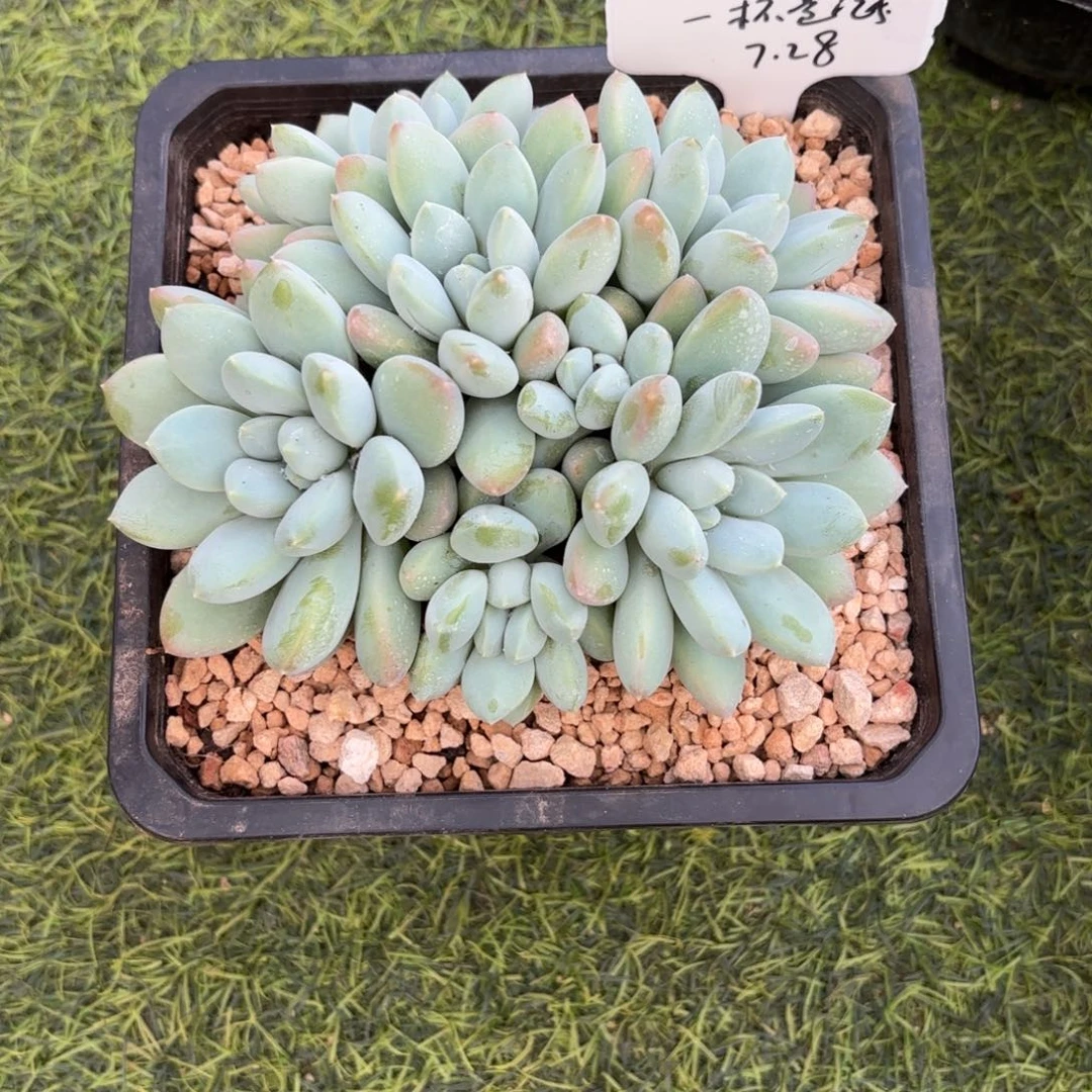 一****奶糖多肉植物寄养