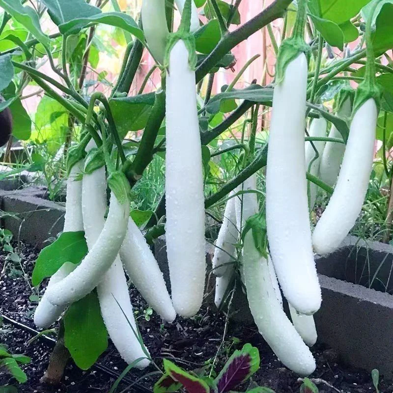 农家种植新鲜白茄子当季现摘皮薄肉嫩软糯香甜