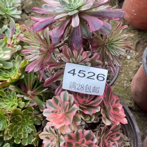 组合多肉多肉4526