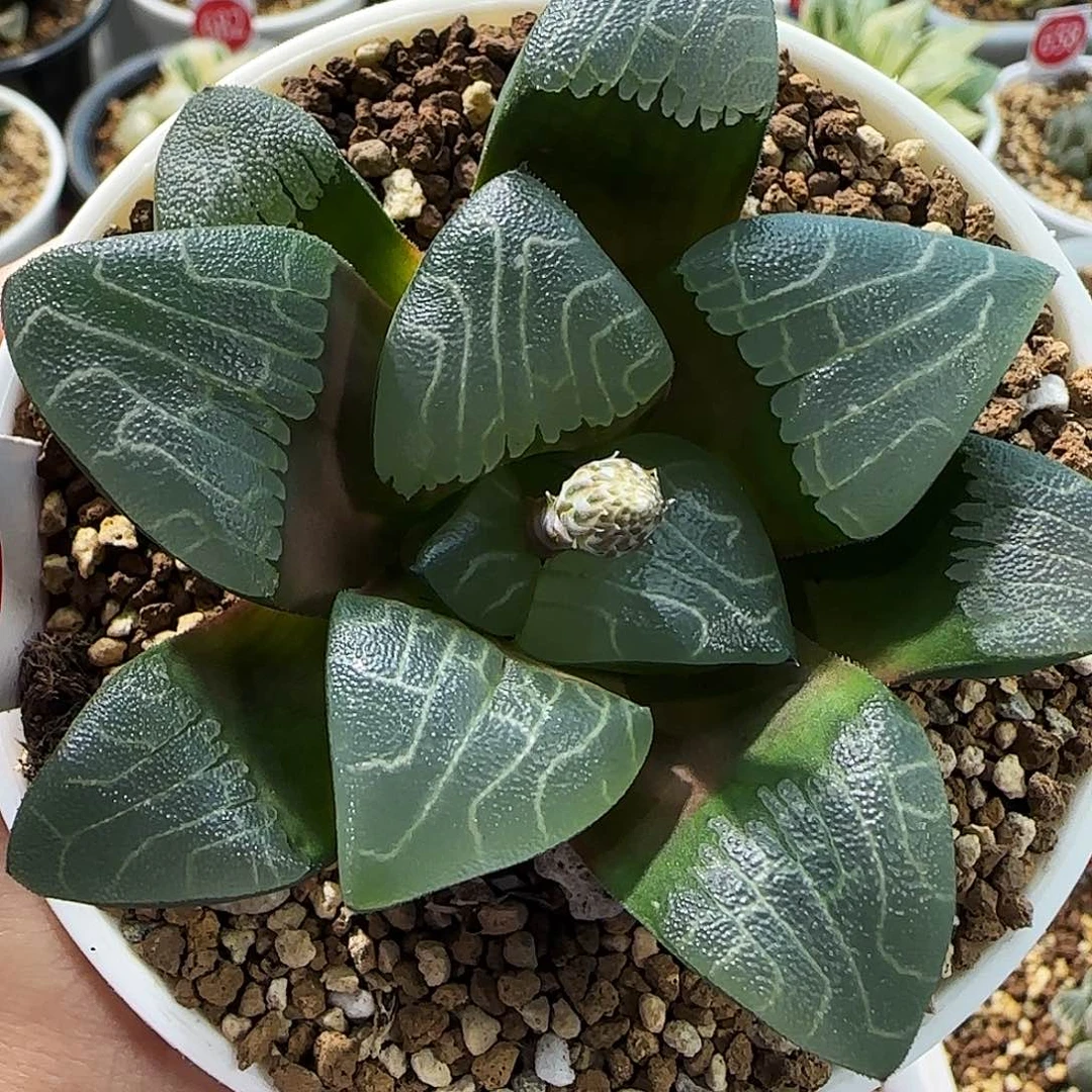 626号实生克7.5左右一物一拍带盆土