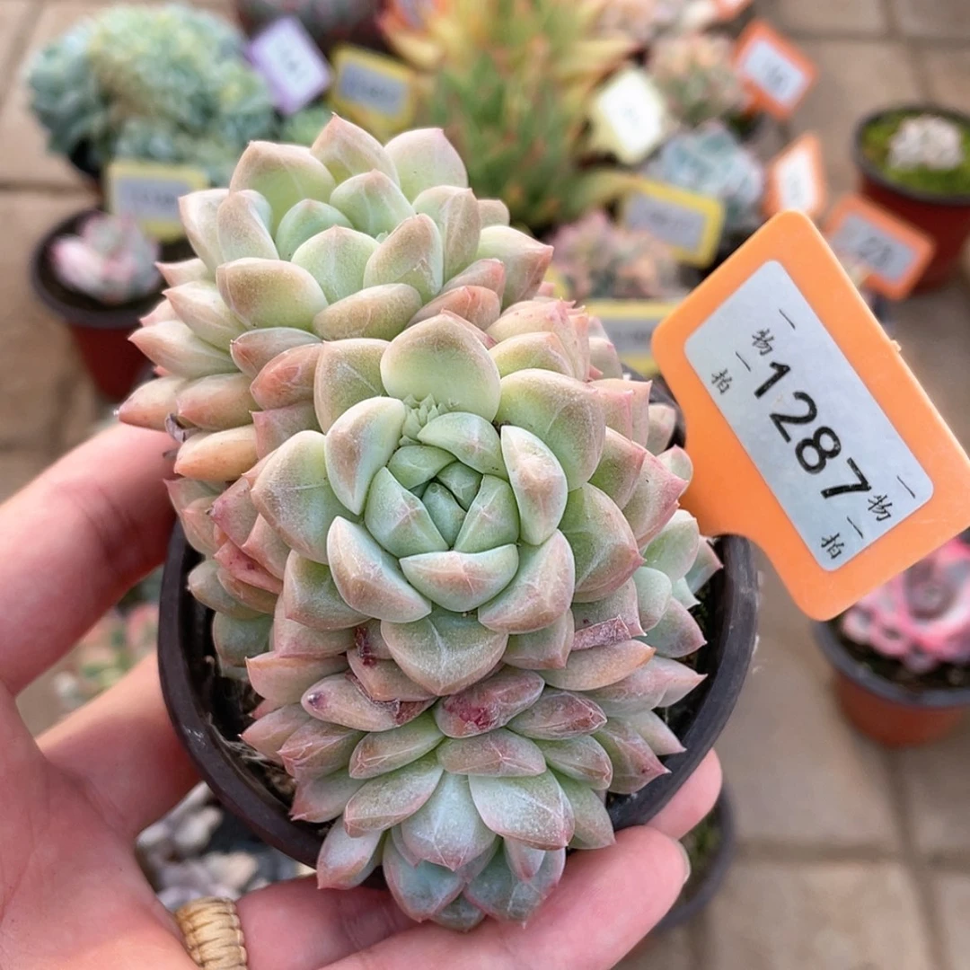 【闪购商品】1287不包整有砍