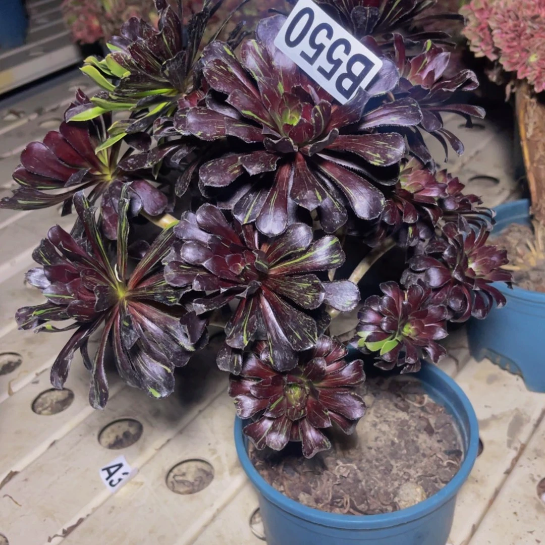 水墨丹青7////////24包邮