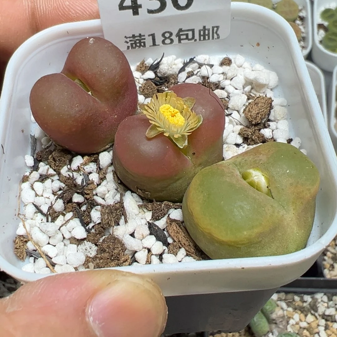 【闪购商品】 430。