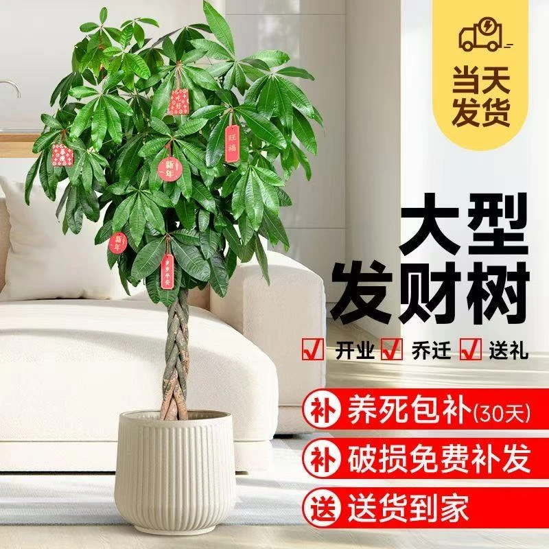 辫子款发财树大型绿植室内好养耐活招财树办公室花卉吸甲醛大盆栽