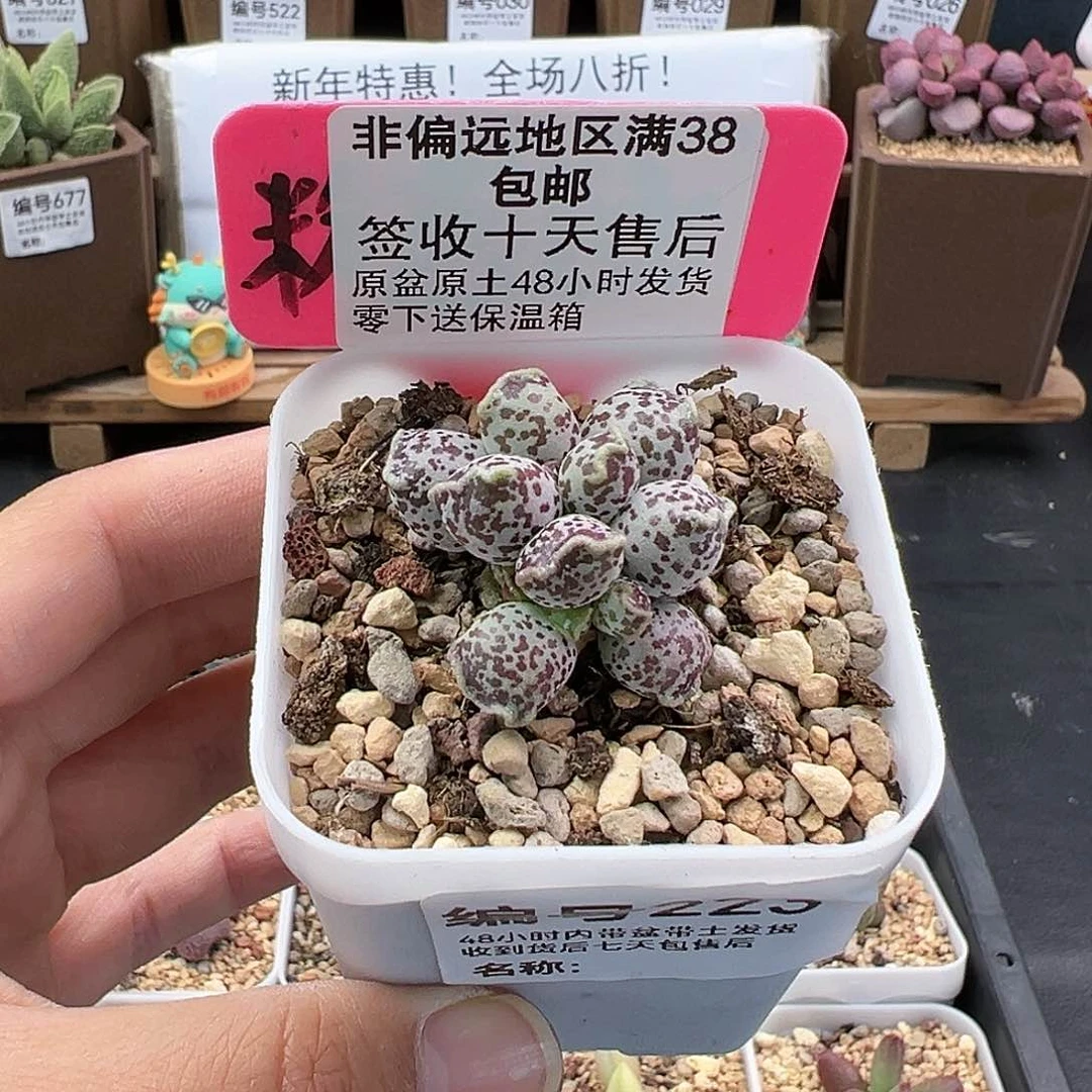 223达摩海豹多肉