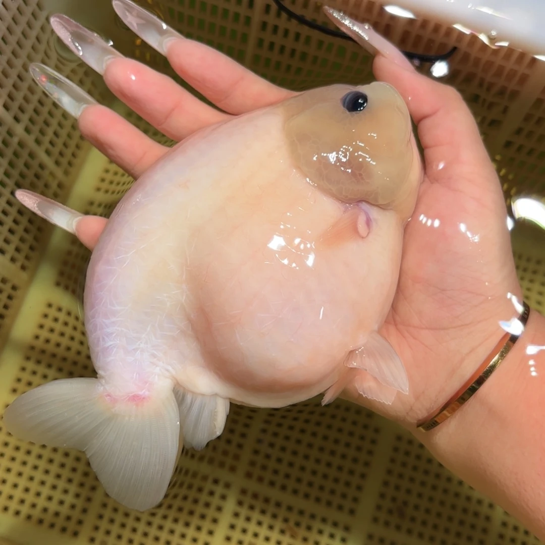 巧***姐金鱼拍包装包装，不拍包装运费到付