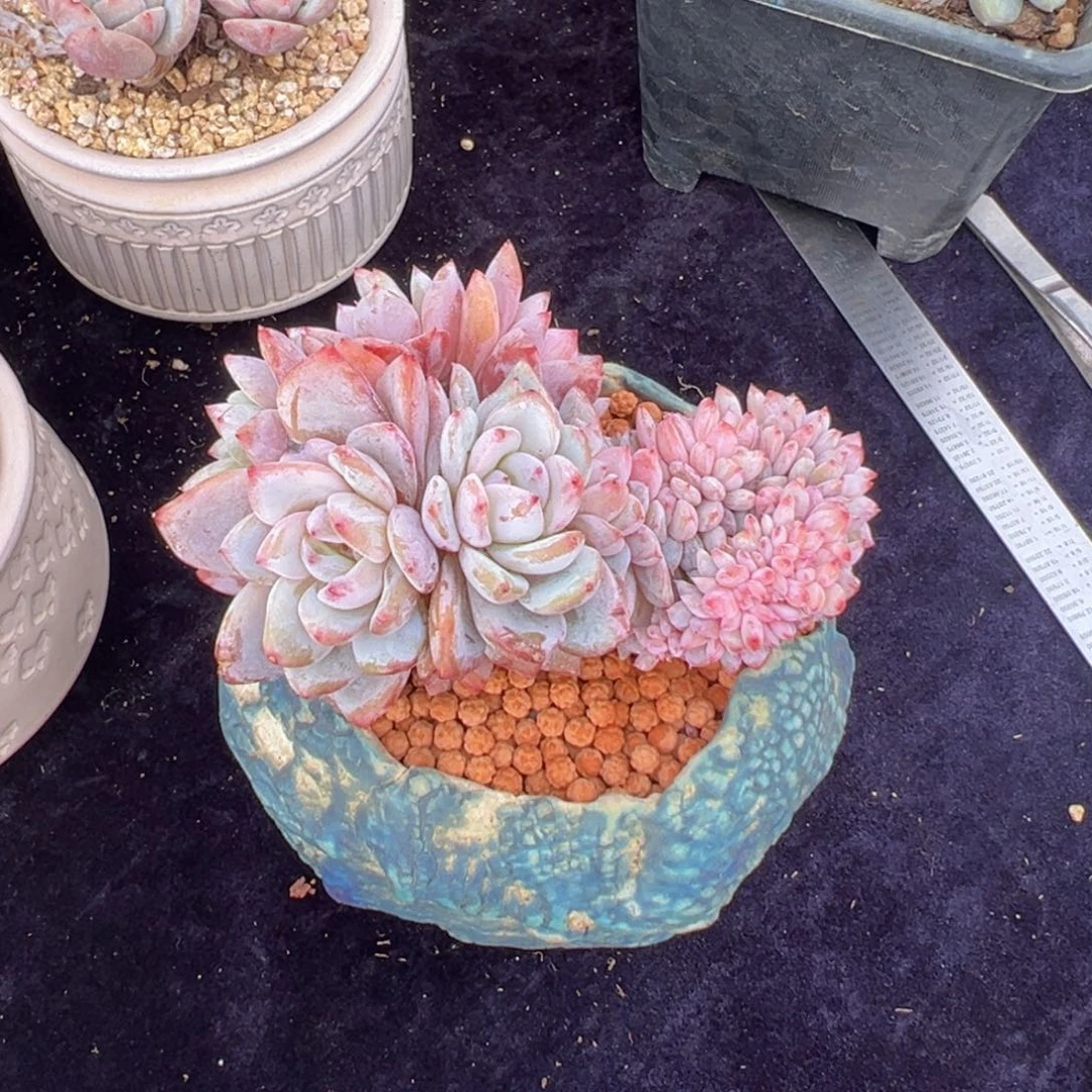 新年快乐 新年快乐