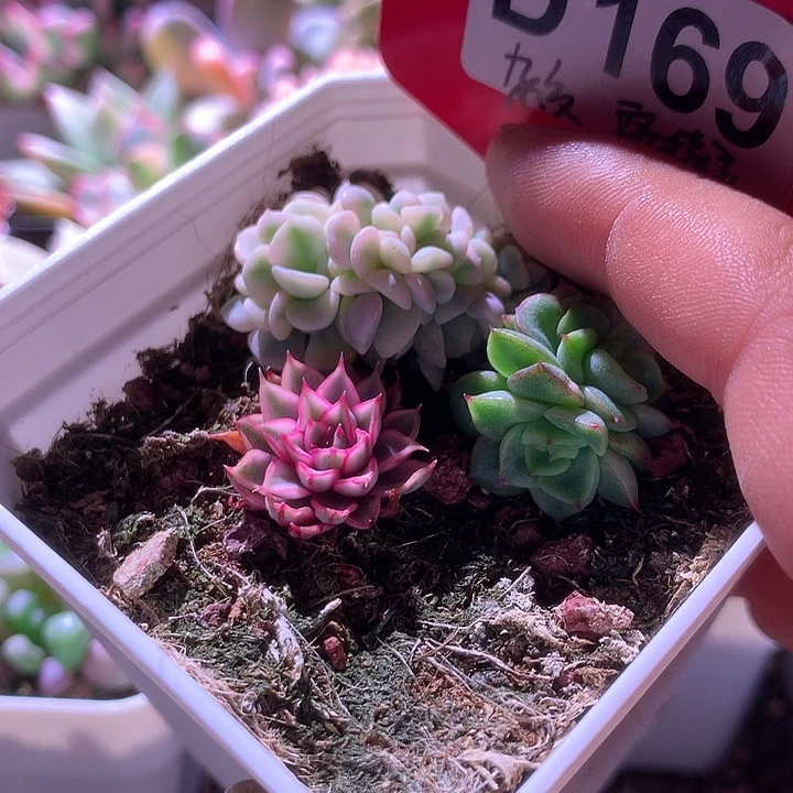 杂交与雪精灵拼盘