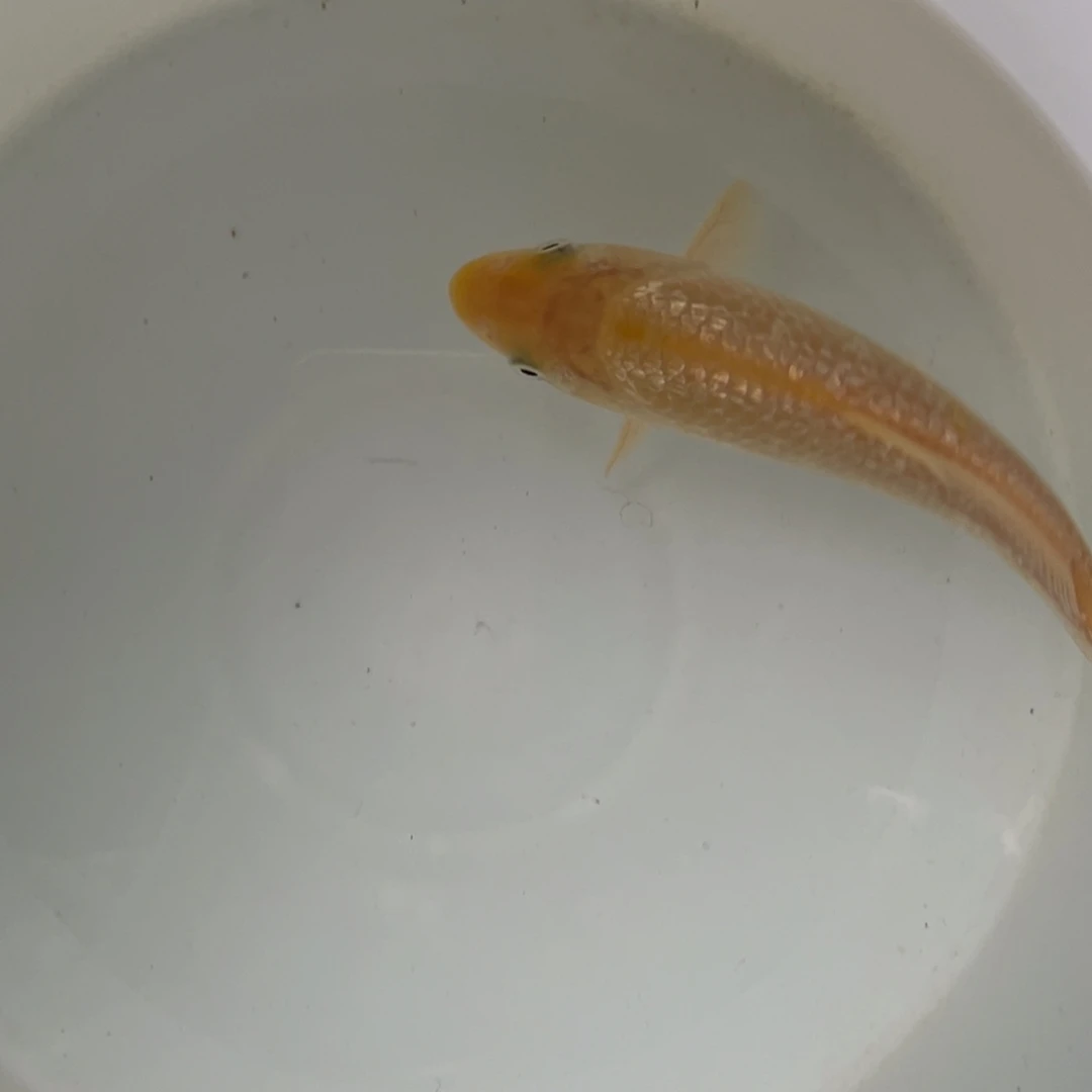 锦鲤留养级黄猿芥子