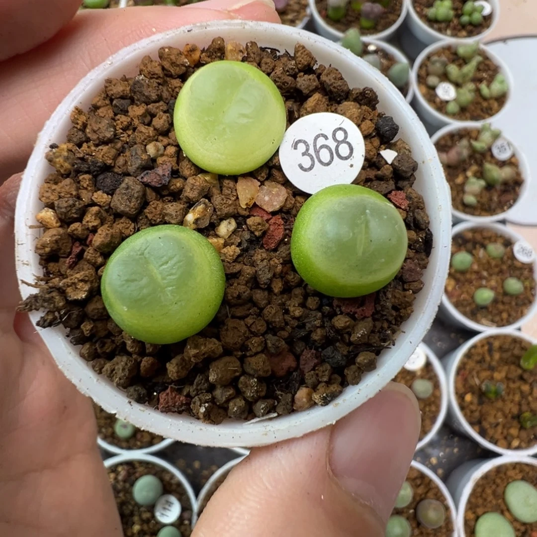 拉登一颗脱土3680000