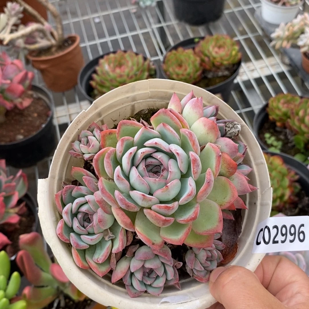 2996荷花多头一物一拍