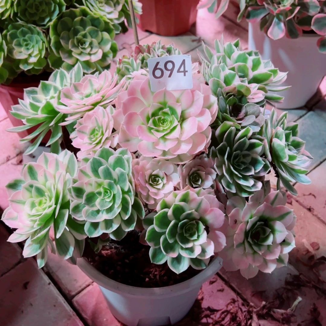 694海仙法师多肉植物